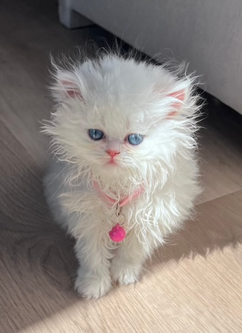 Persian kitten
